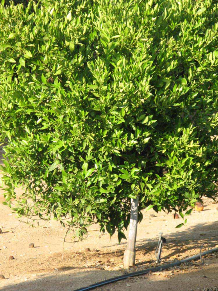            Habit (Riverside, CA)   